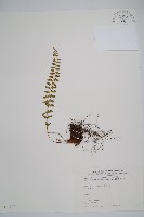 高山耳蕨藏品圖，第1張