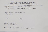 高山耳蕨藏品圖，第2張