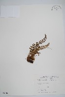 高山耳蕨藏品圖，第1張