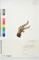 高山耳蕨藏品圖，第2張
