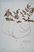 細裂羽節蕨藏品圖，第1張