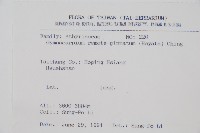 細裂羽節蕨藏品圖，第2張