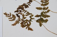 細裂羽節蕨藏品圖，第3張