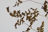 細裂羽節蕨藏品圖，第4張