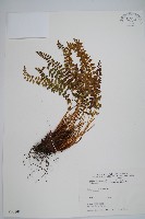 高山耳蕨藏品圖，第1張