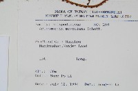 連珠蕨藏品圖，第2張