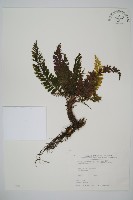 菲律賓厚葉蕨藏品圖，第1張