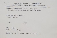 菲律賓厚葉蕨藏品圖，第2張