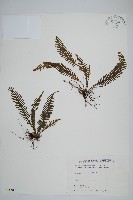 密毛蒿蕨藏品圖，第1張