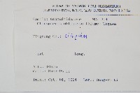 密毛蒿蕨藏品圖，第2張