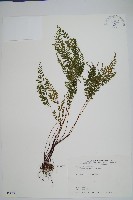 細葉鱗始蕨藏品圖，第1張