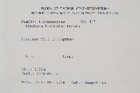 細葉鱗始蕨藏品圖，第2張