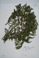 臺灣兩面複葉耳蕨藏品圖，第1張