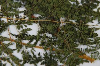 臺灣兩面複葉耳蕨藏品圖，第3張