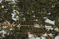 臺灣兩面複葉耳蕨藏品圖，第4張