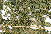 臺灣兩面複葉耳蕨藏品圖，第5張