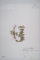 長柄千層塔藏品圖，第1張