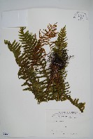 耳形瘤足蕨藏品圖，第1張