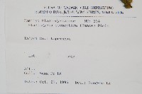 耳形瘤足蕨藏品圖，第2張