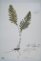 雉尾烏毛蕨藏品圖，第1張