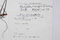 雉尾烏毛蕨藏品圖，第5張