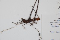 雉尾烏毛蕨藏品圖，第6張