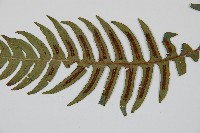 雉尾烏毛蕨藏品圖，第7張