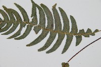 雉尾烏毛蕨藏品圖，第8張