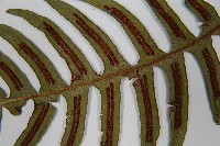 雉尾烏毛蕨藏品圖，第9張