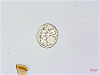 雉尾烏毛蕨藏品圖，第3張