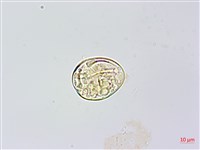 雉尾烏毛蕨藏品圖，第4張