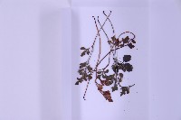 銀杏葉鐵角蕨藏品圖，第3張