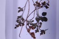 銀杏葉鐵角蕨藏品圖，第4張