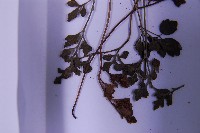 銀杏葉鐵角蕨藏品圖，第5張