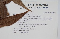 連珠蕨藏品圖，第2張