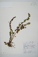 圓葉陵齒蕨藏品圖，第1張