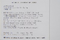 木賊葉石松藏品圖，第2張