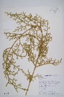 過山龍藏品圖，第1張