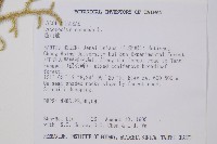 過山龍藏品圖，第2張