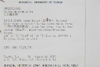 生芽鐵角蕨藏品圖，第2張