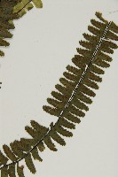 生芽鐵角蕨藏品圖，第3張