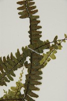 生芽鐵角蕨藏品圖，第4張