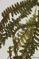 生芽鐵角蕨藏品圖，第5張