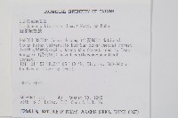 圓葉陵齒蕨藏品圖，第2張