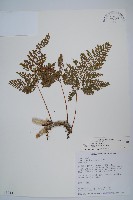 杯狀蓋陰石蕨藏品圖，第1張