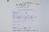 杯狀蓋陰石蕨藏品圖，第2張