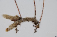 杯狀蓋陰石蕨藏品圖，第3張