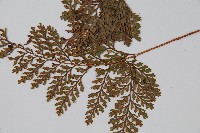 杯狀蓋陰石蕨藏品圖，第4張