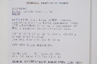 蘇鐵蕨藏品圖，第2張