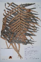 蘇鐵蕨藏品圖，第6張